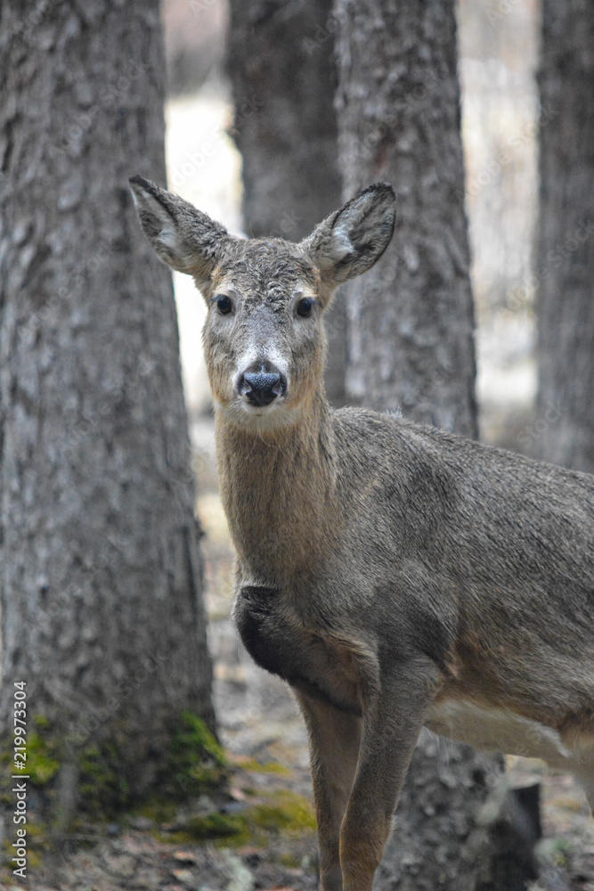 White Tailed Deer Looking at You in a Forest White Tailed Deer Looking at You in a Forest