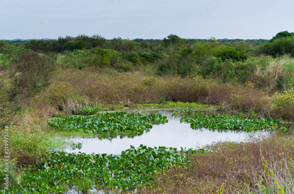 Beautiful image of the Brazilian wetland, region rich in fauna and flora. Beautiful image of the Brazilian wetland, region rich in fauna and flora.