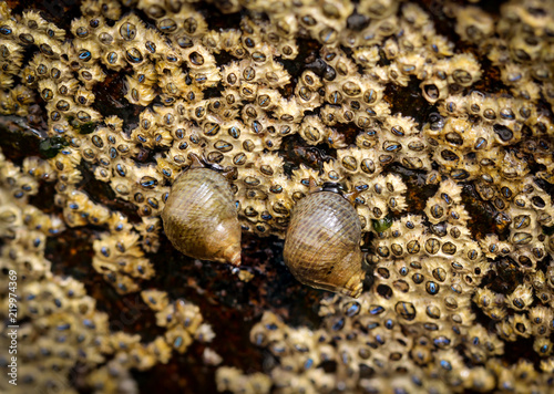 Schnecken, Muscheln, Pocken