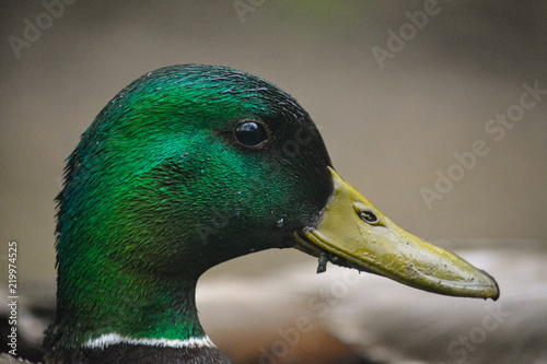 Photography Close up pf a Male Mallard Duck's Head