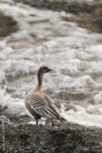 Oie à bec court,.Anser brachyrhynchus, Pink footed Goose, archipel du Spitzberg photo