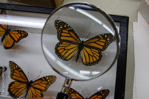 Monarch Butterfly in a Display Case through a Magnifying Glass