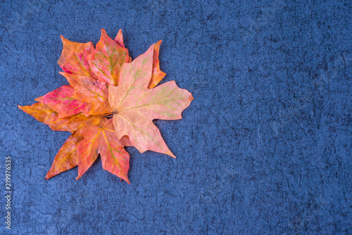 Red Orange Maples leaves in flower form on dark blue grunge background. Free copyspace place in right side.