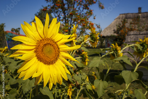Fototapeta Naklejka Na Ścianę i Meble -  Sunflower on a field with a village house
