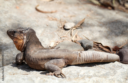 Gran-Canaria-Rieseneidechse  Kanareneidechse  Gekko 