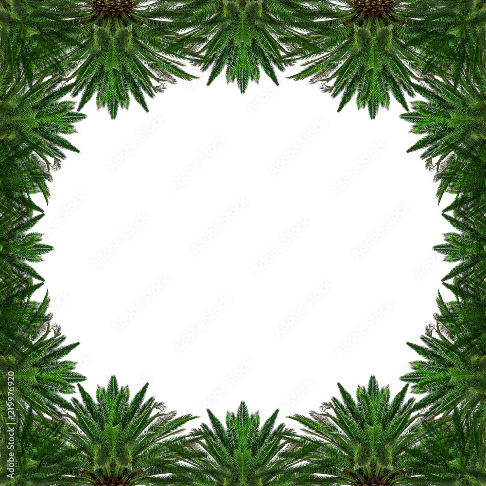 Tropical palm trees in the form of a background or frame on white. Tropical palm trees in the form of a background or frame on white.