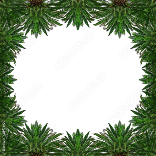 Tropical palm trees in the form of a background or frame on white.