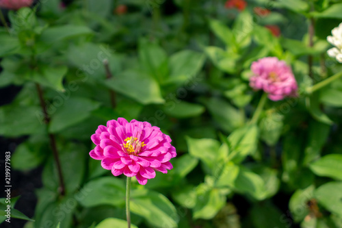 Pink flower in garden at park