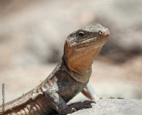 Gran-Canaria-Rieseneidechse  Kanareneidechse  Gekko 