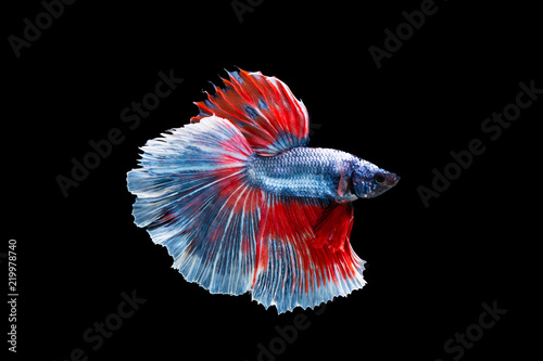 The moving moment beautiful of siamese betta fighting fish in thailand on black background. 