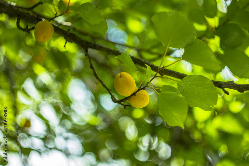 yellow apricot on the green branch