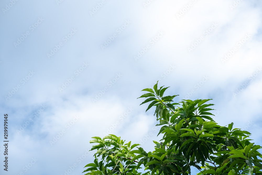 Green Treetop against with cloud sky background