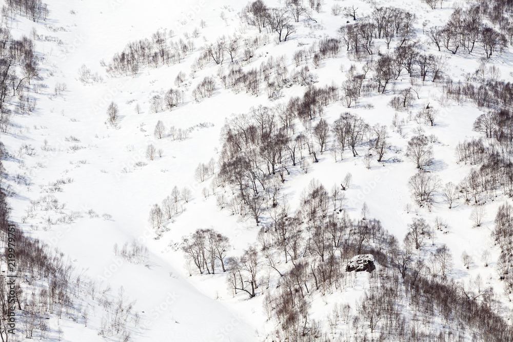 Bare trees in the snow capped mountains, winter background