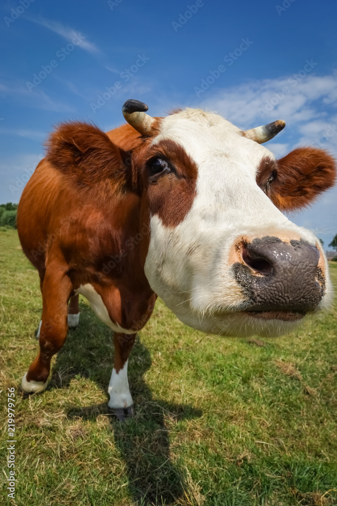 Lustige Kuh - Nahaufnahme einer neugierigen Kuh, Hochformat