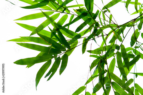 Fototapeta Naklejka Na Ścianę i Meble -  Beautiful green bamboo leaves isolated on white background in summer season. It use for artworks,  postcard, wallpaper.
