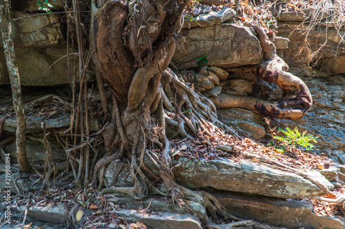 Seedlings and root on the stone.