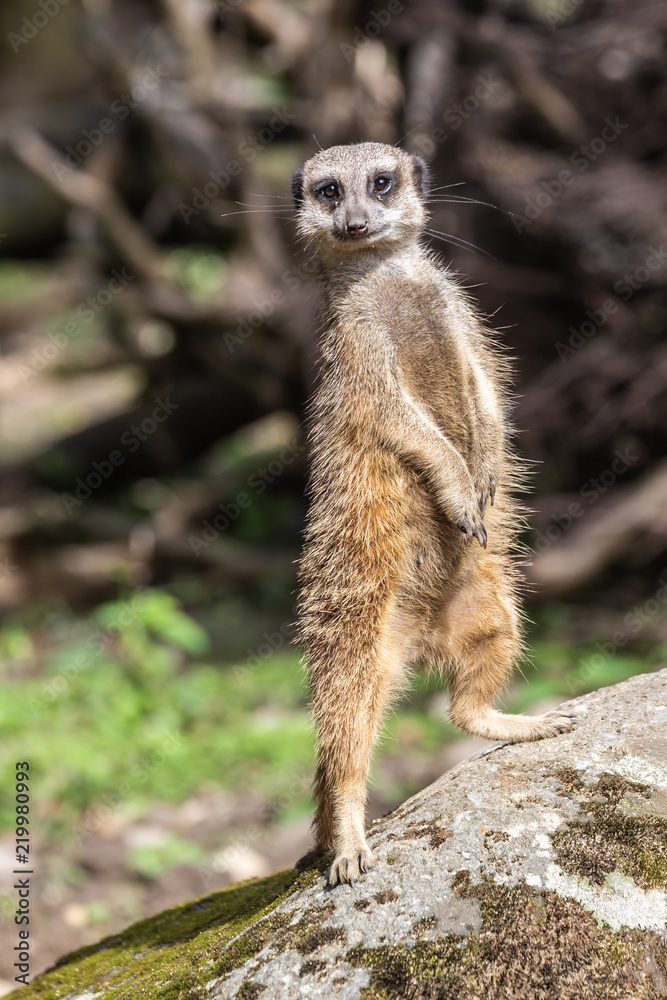 meerkat / stokstaartje