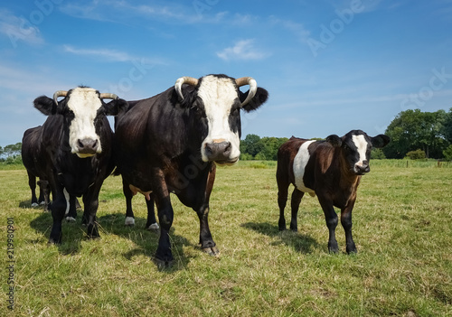 Alte Rinderrassen - drei Lakenvelder Rinder in schöner Formation auf der Weide © Countrypixel