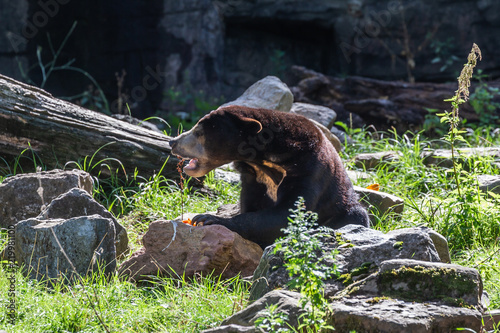  Malayan bear, Honey bear/ Maleise beer