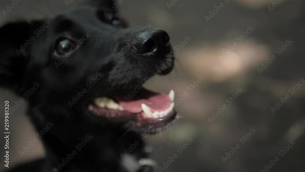 Closeup close up pooch Portrait of Gorgeous Labrador Retriever puppy with happy sad eyes looking up ask outdoor park Closeup close up pooch Portrait of Gorgeous Labrador Retriever puppy with happy sad eyes looking up ask outdoor park