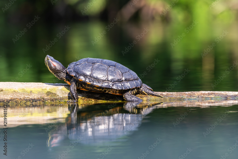 Obraz premium turtle in the pond
