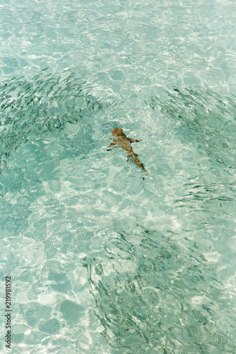 Small sharks swimming around fish in a very clear water in Maldives