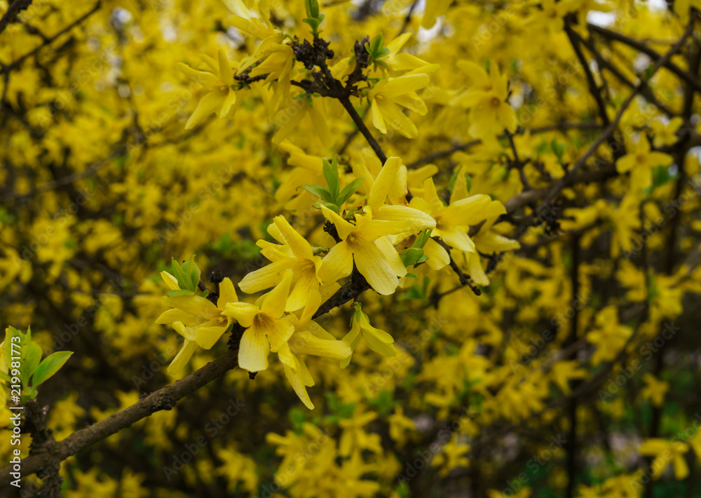 Blossoming yellow flowers on the bush of forcing. Blossoming yellow flowers on the bush of forcing.