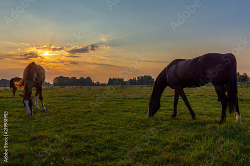 Pferde grasen bei Sonnenaufgang