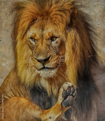 Fototapeta Naklejka Na Ścianę i Meble -  Lion's Paw