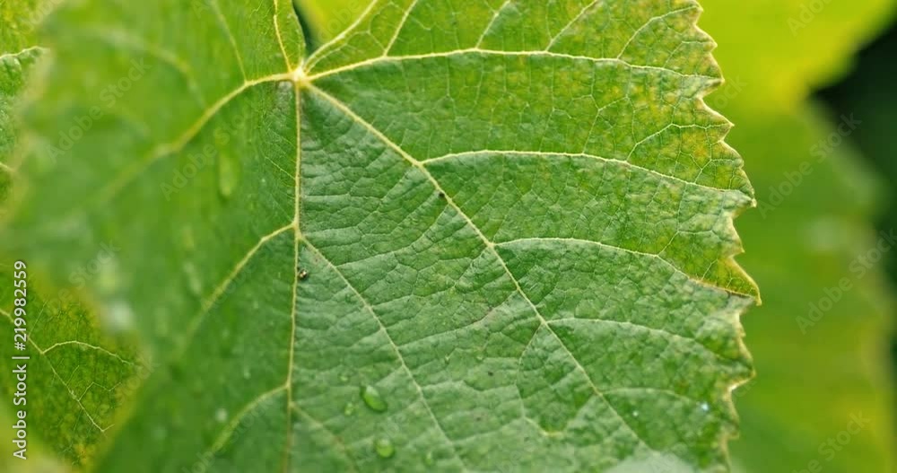 Closeup of green leaves in heavy rain Closeup of green leaves in heavy rain
