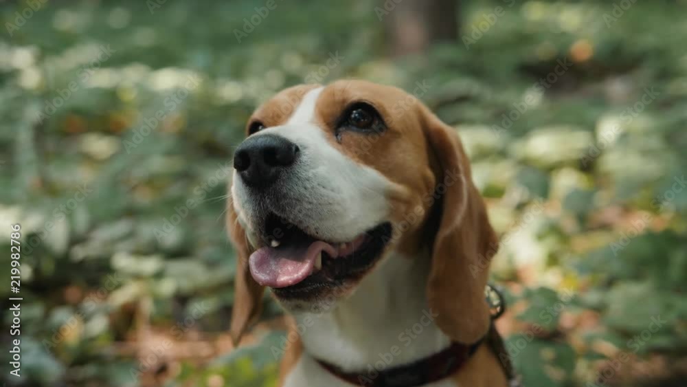 Funny Beagle Dog close up portrait closeup face happy, dog walking sitting service Funny Beagle Dog close up portrait closeup face happy, dog walking sitting service