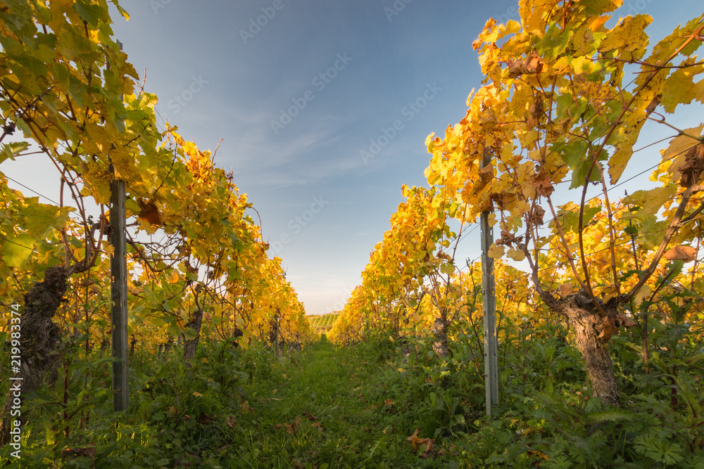 Naklejka premium Colorful vineyard rows with changing yellow leaves in Germany