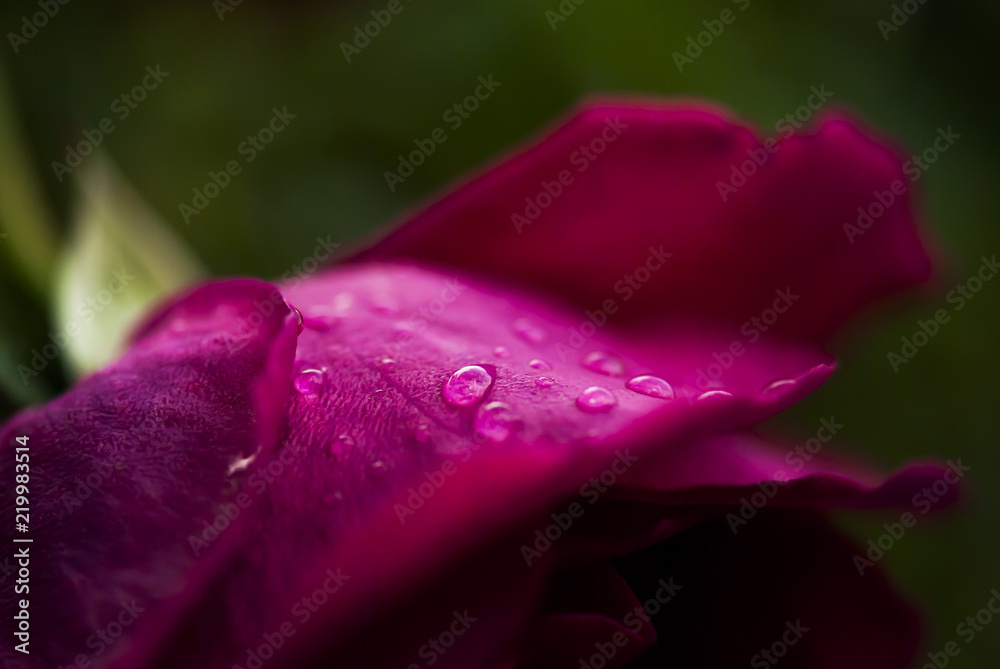 Rose Petal with Dew Drops Rose Petal with Dew Drops