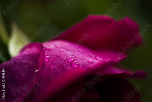 Rose Petal with Dew Drops