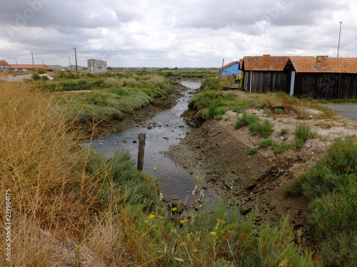 Le long de la SEUDRE (Charente Maritime) photo