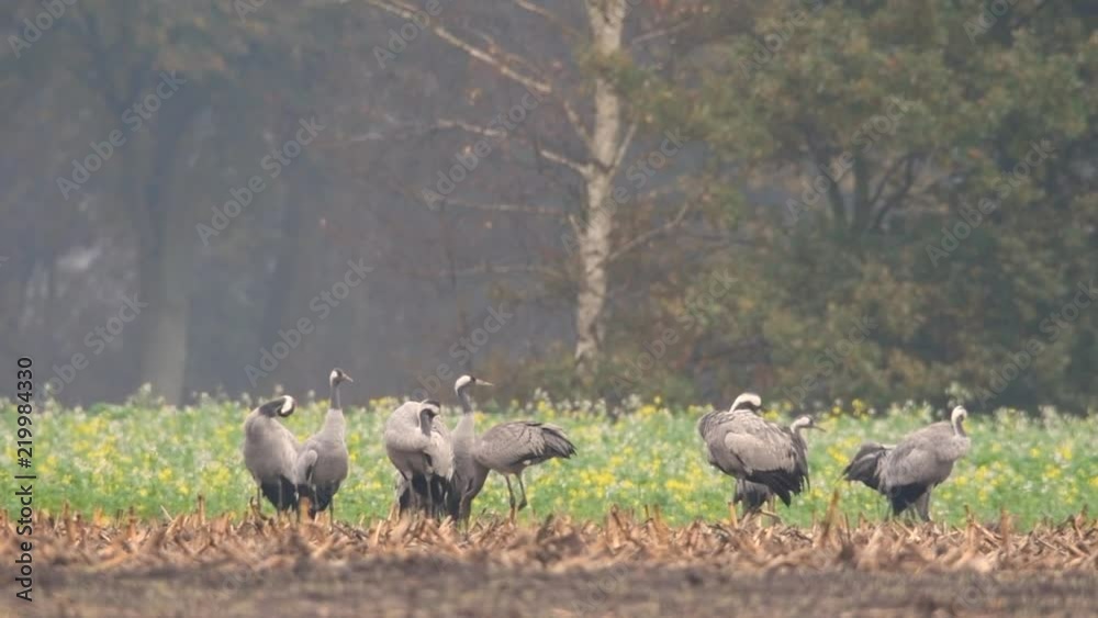 Common Cranes or Eurasian Cranes (Grus Grus) birds feeding in corn fields Common Cranes or Eurasian Cranes (Grus Grus) birds feeding in corn fields