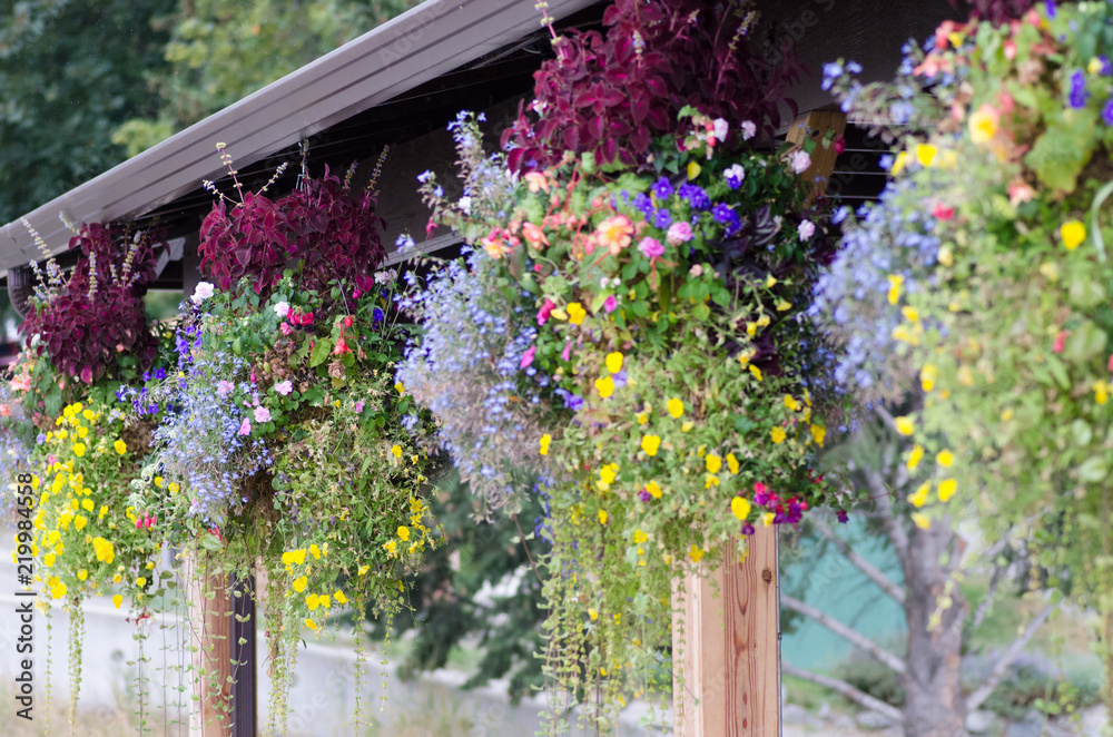 Row of hanging flower baskets