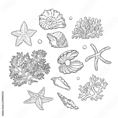 Vector set sea shells stars corals and pearls different shapes. Clamshells starfishes polyps monochrome black outline sketch illustration on white background for design marine tourist cards logos.