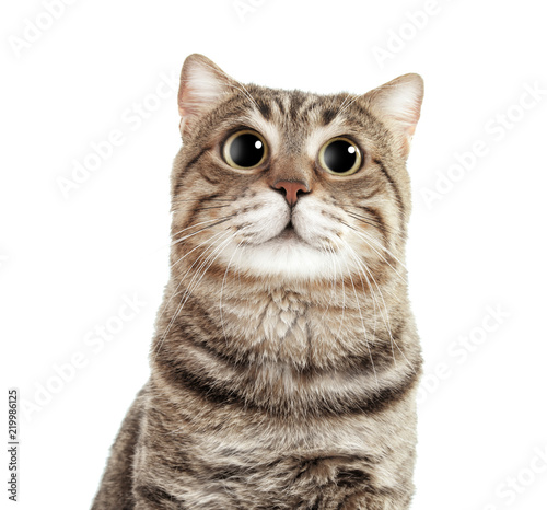 Fototapeta Naklejka Na Ścianę i Meble -  Cute cat on white background. Lovely pet