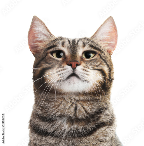 Portrait of cute serious cat on white background © New Africa