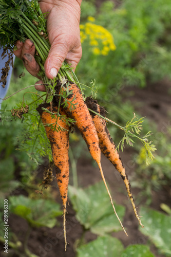 bunch of fresh organic carrots in hands of a farmer. Fresh ripped carrots on background of ground straight from the garden patch. Carrots with tops in hands of an old woman.