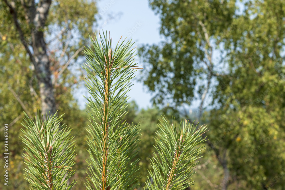 pine branch in the forest pine branch in the forest