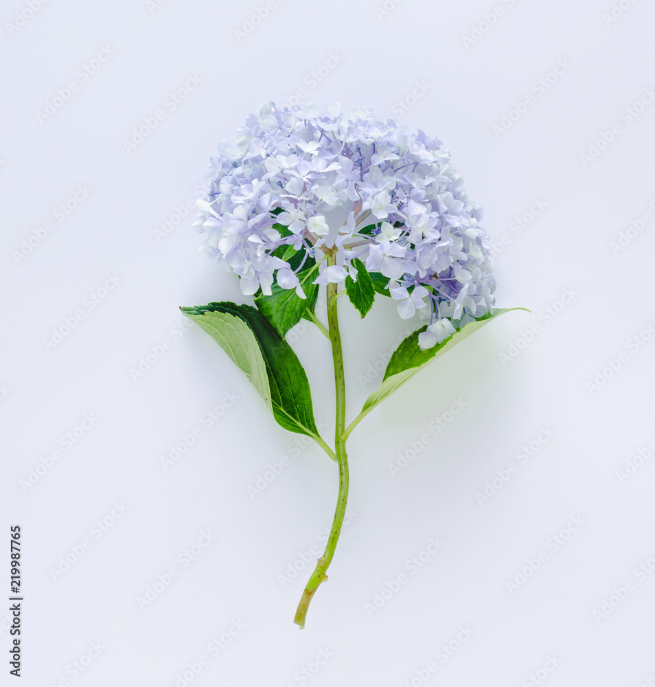 Obraz premium Blue hydrangea on white background. Space to write.