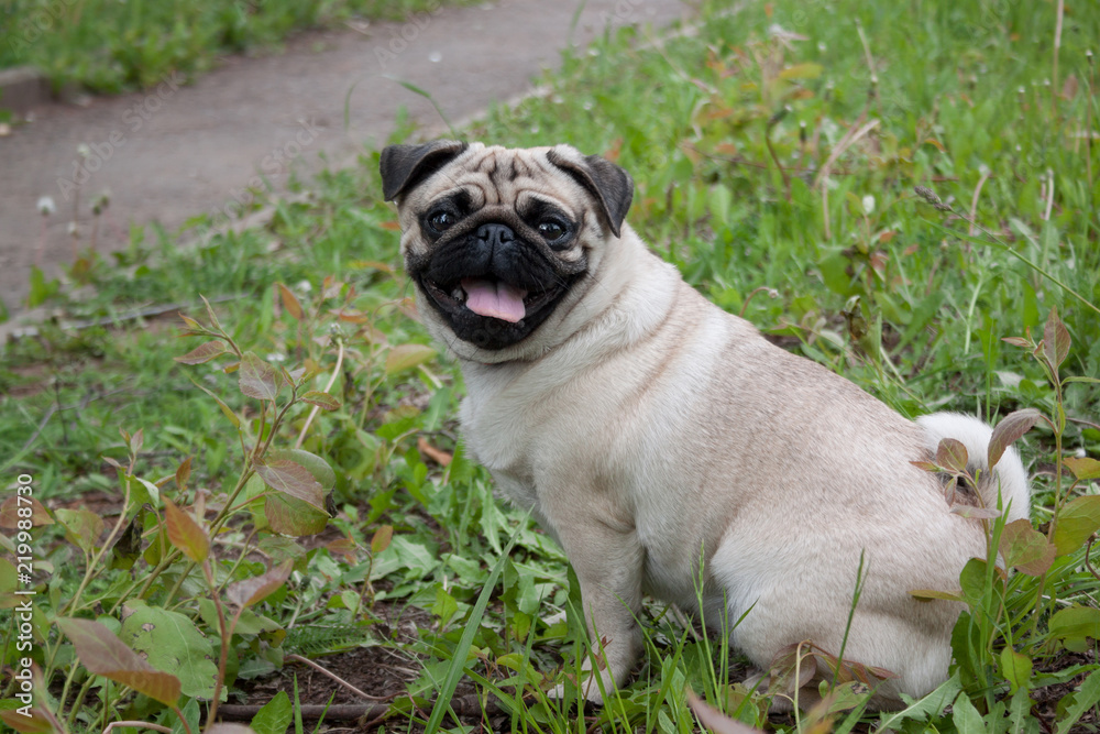 Chinese pug puppy cream-colored is sitting on a spring meadow. Dutch mastiff or mops.