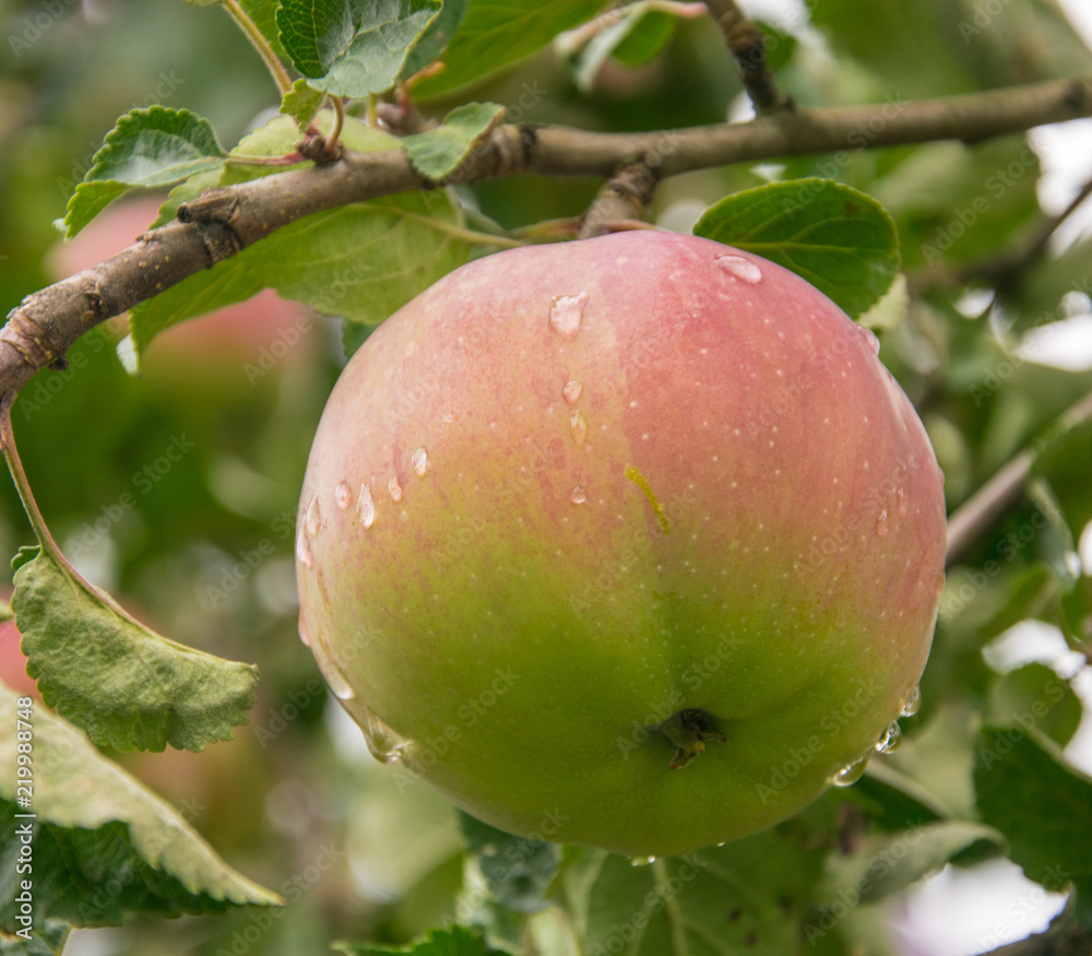 Close-up of the fresh apple on a tree. A branch of an apple tree with apple and leaves in the garden. Close-up of the fresh apple on a tree. A branch of an apple tree with apple and leaves in the garden.