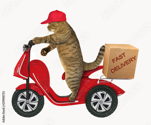 Canvas Print The cat in a cap delivers a box by the red scooter