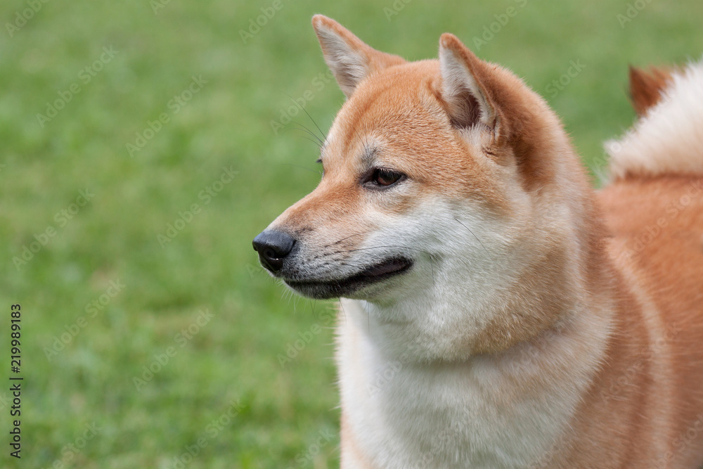 Cute red shiba inu is standing on a green meadow. Pet animals.