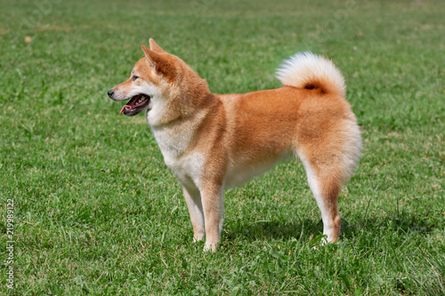Red shiba inu is standing on a green meadow. Pet animals.