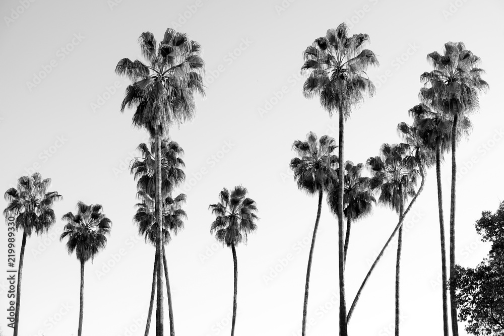 Obraz premium Palmy