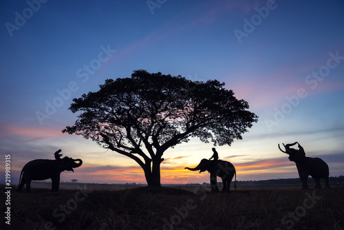Silhouette Mahout on Asian Elephant on Golden Grasslands Field Background in Sunset Time at Surin Province ,Thailand. photo